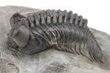 Coltraneia Trilobite Fossil - Huge Faceted Eyes #208934-5